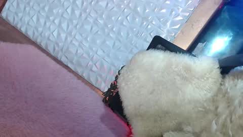 Caroline online show from January 19, 2025, 1:55 pm