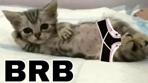 Snapshot of _meowmiko__ chatting on February 1, 2026, 10:30 pm miko3 online show from February 1, 2026, 10:30 pm