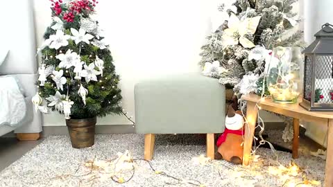 Sassy Girl online show from December 26, 2024, 6:33 pm