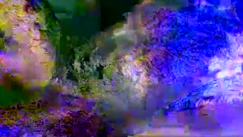 People call me AP  online show from May 19, 2026, 11:05 am