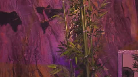 Snapshot of alahia_dangelo_ chatting on January 12, 2026, 5:18 pm ALAHIA online show from January 12, 2026, 5:18 pm