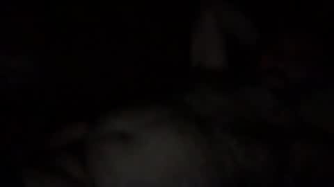 Snapshot of alfali chatting on December 3, 2025, 10:08 pm alfali online show from December 3, 2025, 10:08 pm