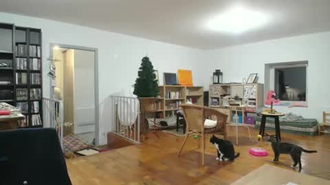 Alice online show from December 6, 2024, 5:53 am