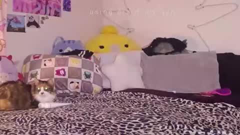 Snapshot of amia_mia chatting on January 14, 2026, 7:58 am amia mia online show from January 14, 2026, 7:58 am