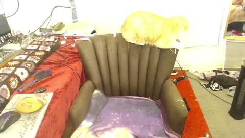 Snapshot of amyattack chatting on April 14, 2026, 8:09 am Trashely Gimpson online show from April 14, 2026, 8:09 am