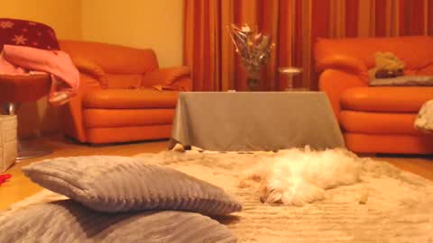 Andra online show from December 13, 2025, 7:53 pm