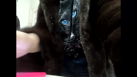 Snapshot of angelo4ek_olya chatting on January 21, 2025, 11:56 am Your dreams best breasts online show from January 21, 2025, 11:56 am