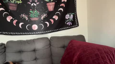 Snapshot of aria_fields_ chatting on December 4, 2024, 5:33 pm Aria Fields online show from December 4, 2024, 5:33 pm