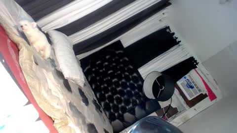 elish 3 online show from March 6, 2025, 6:37 pm