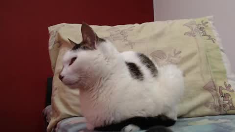 bayonette_black online show from February 3, 2025, 11:20 am