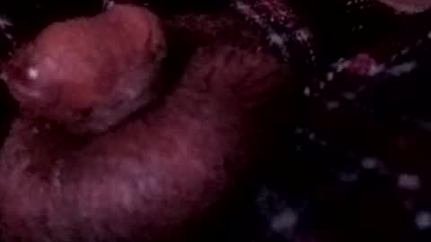 Snapshot of bcfalcon69 chatting on April 12, 2026, 3:55 am bcfalcon69 online show from April 12, 2026, 3:55 am
