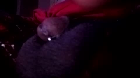 Snapshot of bcfalcon69 chatting on May 14, 2026, 2:51 am bcfalcon69 online show from May 14, 2026, 2:51 am