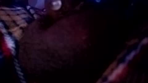 Snapshot of bcfalcon69 chatting on May 16, 2026, 2:41 am bcfalcon69 online show from May 16, 2026, 2:41 am
