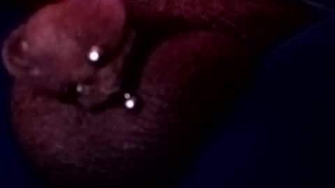 Snapshot of bcfalcon69 chatting on May 17, 2026, 3:15 am bcfalcon69 online show from May 17, 2026, 3:15 am