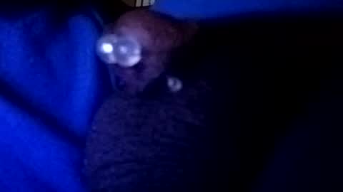 Snapshot of bcfalcon69 chatting on August 1, 2026, 3:39 am bcfalcon69 online show from August 1, 2026, 3:39 am