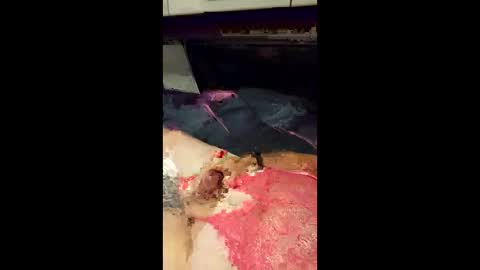 bedaddysslut3 online show from June 9, 2026, 6:58 am