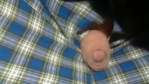  Reservoir Dogs online show from November 2, 2025, 9:06 pm