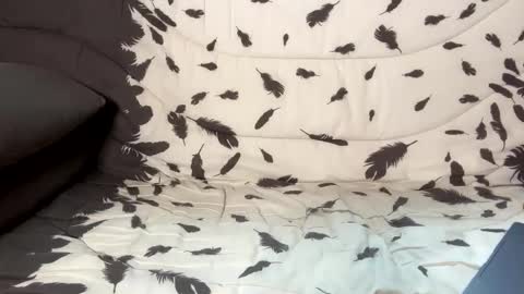 Snapshot of betterthanmen chatting on February 13, 2025, 8:17 am betterthanmen online show from February 13, 2025, 8:17 am