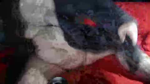 biggrey66 online show from December 14, 2024, 4:34 am