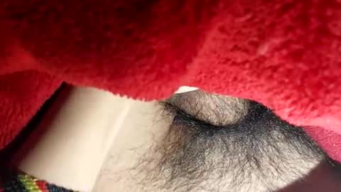 Snapshot of boloski7 chatting on December 20, 2025, 6:42 am Boloski7 online show from December 20, 2025, 6:42 am