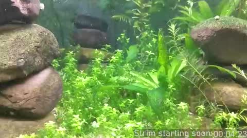 Booker Baxton online show from October 19, 2025, 3:07 am