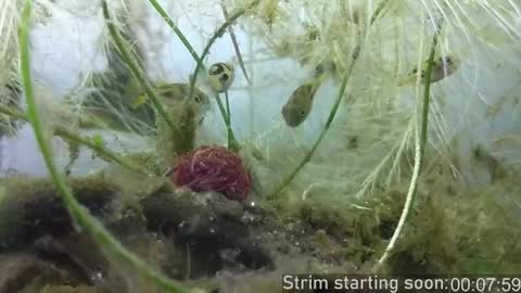 Booker Baxton online show from October 24, 2025, 3:03 am