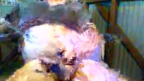 Snapshot of brissy8091 chatting on May 23, 2026, 11:31 pm brissy8091 online show from May 23, 2026, 11:31 pm