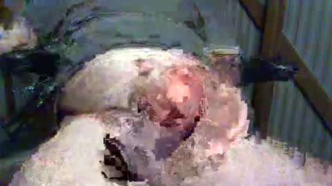 Snapshot of brissy8091 chatting on May 25, 2026, 7:58 am brissy8091 online show from May 25, 2026, 7:58 am