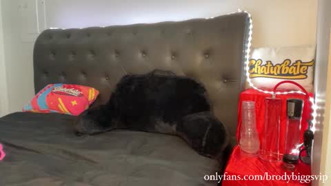 Snapshot of brodybiggs chatting on November 30, 2025, 8:02 pm Brody Biggs online show from November 30, 2025, 8:02 pm