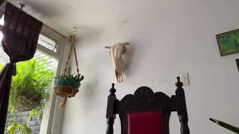  Camille   online show from October 31, 2025, 6:42 pm