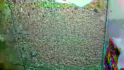 Snapshot of candy_cumy1 chatting on January 12, 2026, 6:07 am Dayan Camila online show from January 12, 2026, 6:07 am