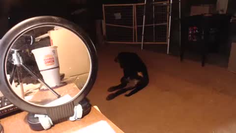 Snapshot of cat9paw chatting on September 11, 2025, 6:30 pm cat online show from September 11, 2025, 6:30 pm