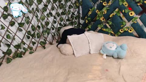 charly_evans60 online show from February 19, 2025, 12:14 am