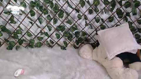 charly_evans60 online show from February 22, 2025, 4:51 pm