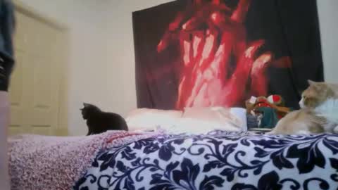 Snapshot of chinacove chatting on February 16, 2026, 12:40 am ChinaCove online show from February 16, 2026, 12:40 am