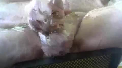 coffee90028 online show from February 3, 2026, 5:29 pm