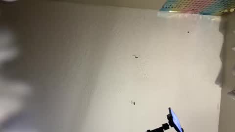 Snapshot of danidragon69 chatting on February 8, 2025, 10:50 am Dani Dragon online show from February 8, 2025, 10:50 am