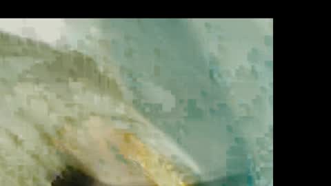 Snapshot of dankshepp chatting on January 19, 2026, 1:26 pm dandeb online show from January 19, 2026, 1:26 pm