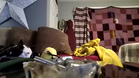 Snapshot of daryltasha8191 chatting on January 20, 2025, 6:10 am daryltasha8191 online show from January 20, 2025, 6:10 am