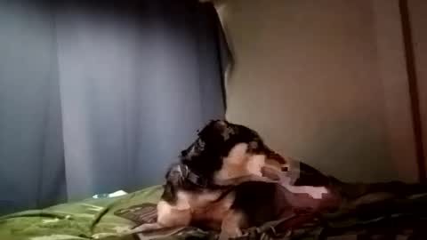 Juice cock online show from December 29, 2024, 9:30 pm