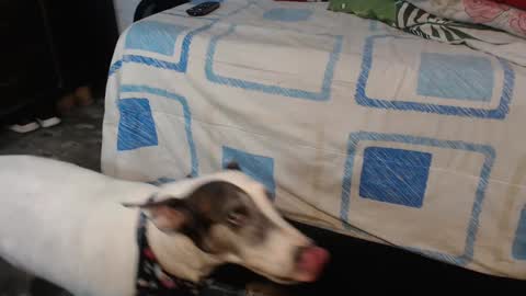 dreamreal online show from October 12, 2025, 2:10 am