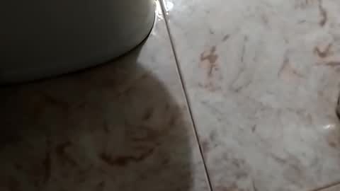 Snapshot of dthedog12 chatting on October 30, 2025, 9:48 pm dthedog12 online show from October 30, 2025, 9:48 pm