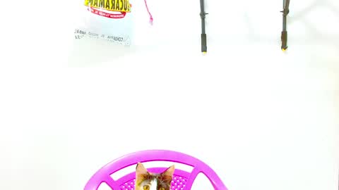 Diana online show from December 2, 2024, 12:40 pm