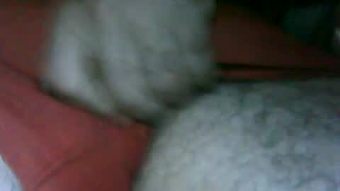 Snapshot of fer_2197 chatting on November 13, 2025, 2:49 pm fer_2197 online show from November 13, 2025, 2:49 pm