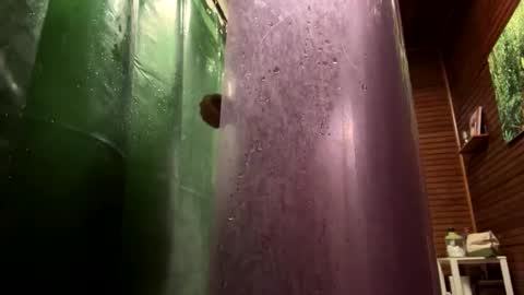 Forest online show from January 23, 2025, 10:01 pm