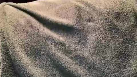 Fred online show from November 2, 2025, 12:24 am