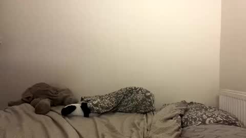 Snapshot of ghostpetal chatting on October 29, 2025, 7:26 pm ghostpetal online show from October 29, 2025, 7:26 pm