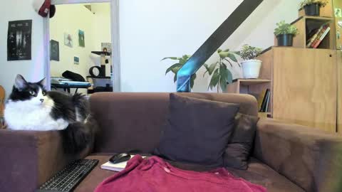 girasol1921 online show from December 29, 2024, 3:22 am