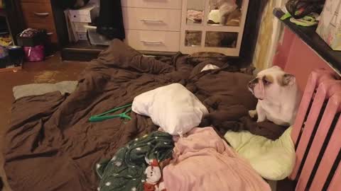 graylovescookies online show from December 29, 2024, 3:03 pm