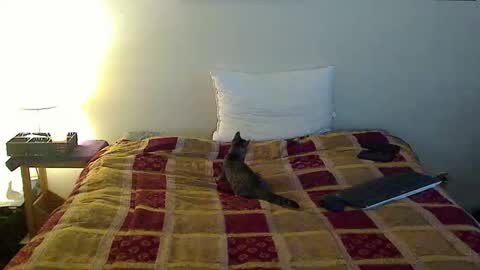 Snapshot of hammerthatthang73 chatting on October 16, 2025, 6:53 pm hammerthatthang73 online show from October 16, 2025, 6:53 pm